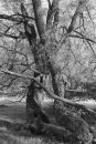 Willows 2079-7