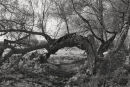Willows 2080-5