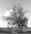 Willows 2084-2