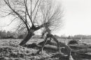 Willows 2092-8