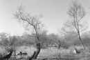 Willows 2099-4