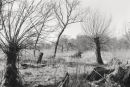 Willows 2099-7