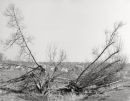 Willows 3007-1