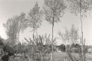 Willows 3013-1