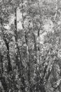 Willows 3014-1