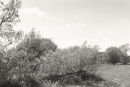 Willows 3014-7