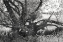 Willows 3014-8