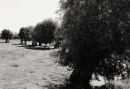 Willows 3026-8