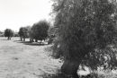 Willows 3026-8
