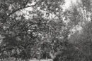 Willows 3031-1