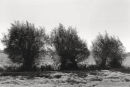 Willows 3042-5