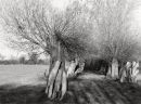 Willows 3049-3