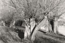 Willows 3049-6