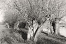 Willows 3049-6
