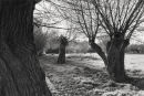 Willows 3049-8