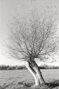 Willows 3050-4