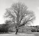 Willows 3052-3