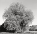 Willows 3074-3