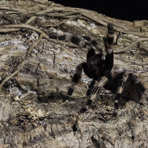 Brazilian Giant White Kneed Tarantula
