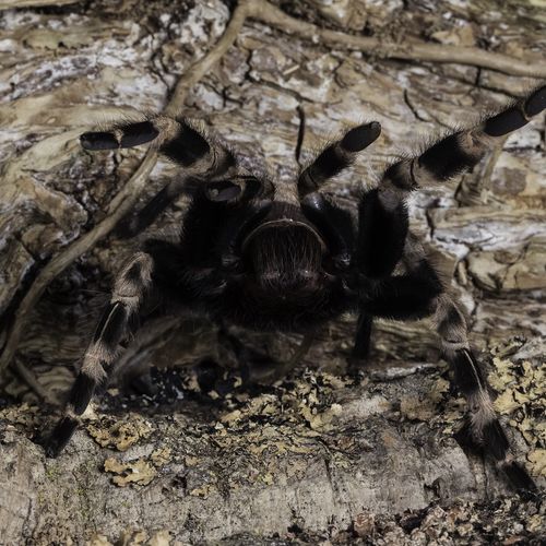 Brazilian Giant White Knee Tarantula