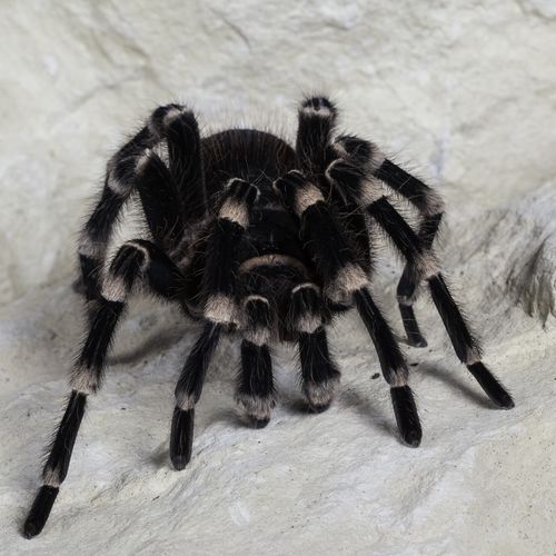 Brazilian Giant White Knee Tarantula Eyes