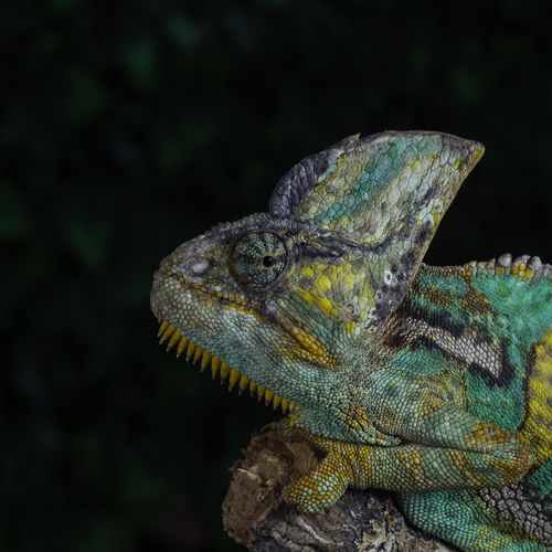 Chameleon Panther Head