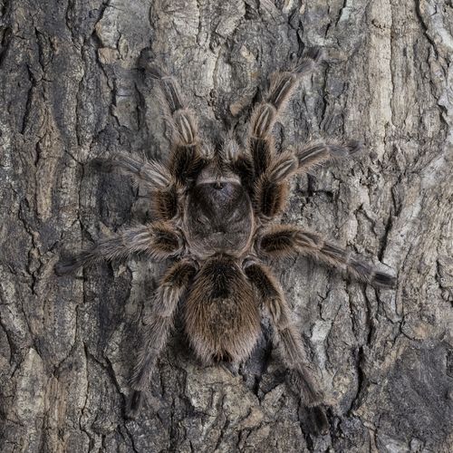 Chilean Rose Tarantula