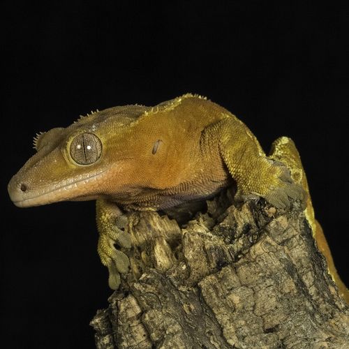 Crested Gecko