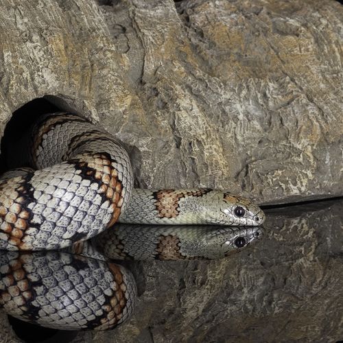 Grey Banded Snake