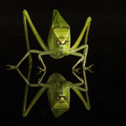 Katydid