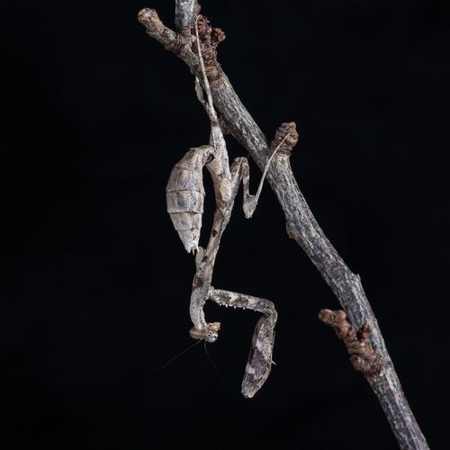 Mantis
