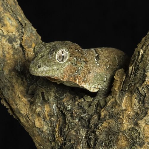 Mossy Gecko