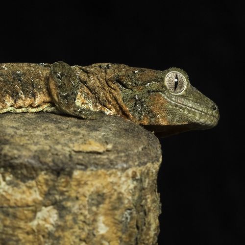Mossy Gecko