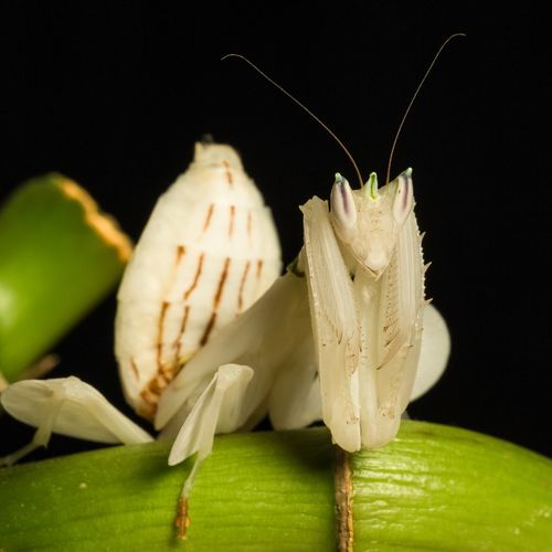 Orchid Mantis