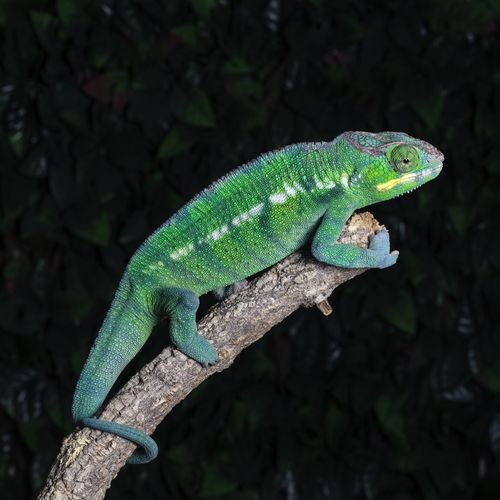 Panther Chameleon
