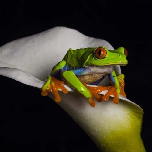 Red Eyed Tree Frog