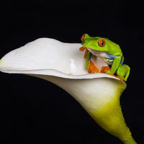 Red Eyed Tree Frog