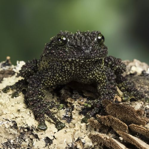 Vietnamese Mossy Frog