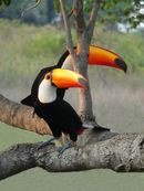 Two toucans