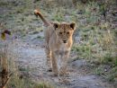 A Young Lion Cub Goes Exploring