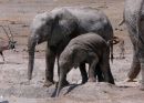 African Elephant Mother and Baby, Etosha National Park, Namibia