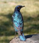 African Glossy Starling, Namibia