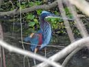 Agami Heron
