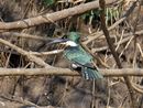 Amazon Kingfisher