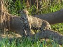 Amber - female jaguar