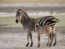 Matching Stripes