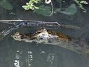Caiman
