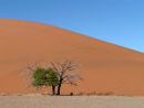 Camelthorn Trees in the Namib Desert