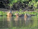 Capybara family with young