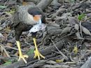 Caracara
